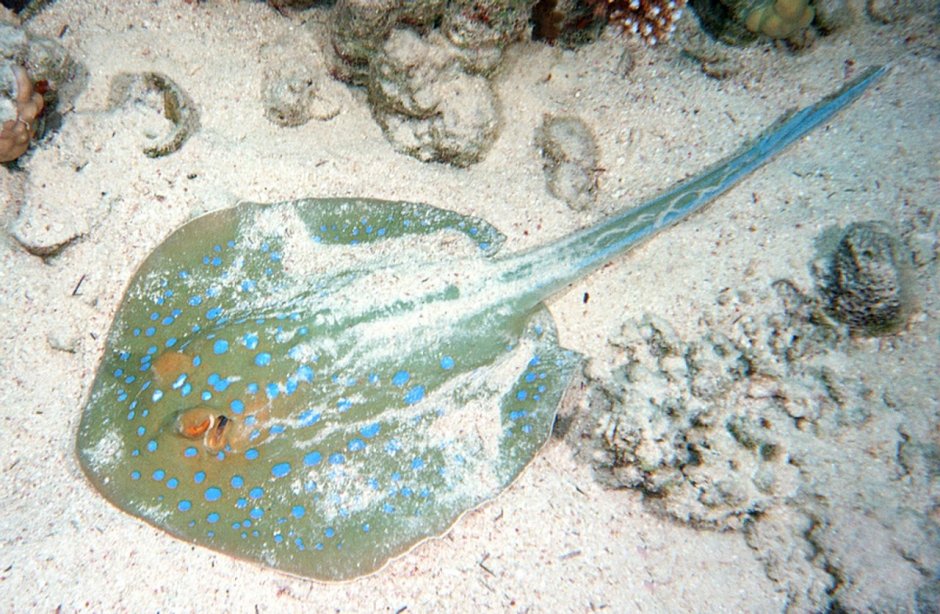 Морской Скат Манта