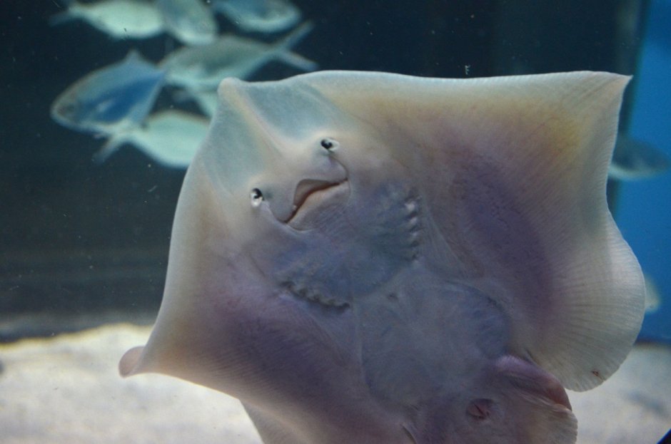 Neotrygon kuhlii