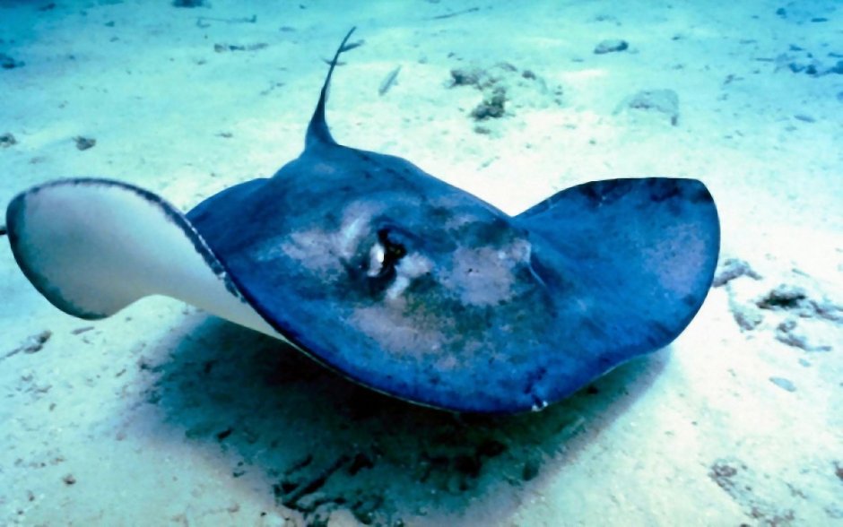 Скат хвостокол красное море