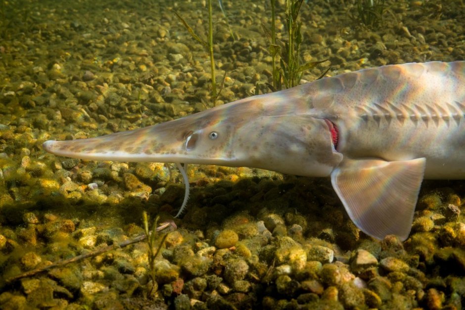Pseudoscaphirhynchus kaufmanni