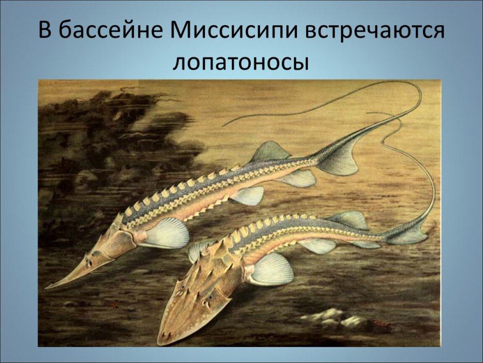 Амударьинский лопатонос