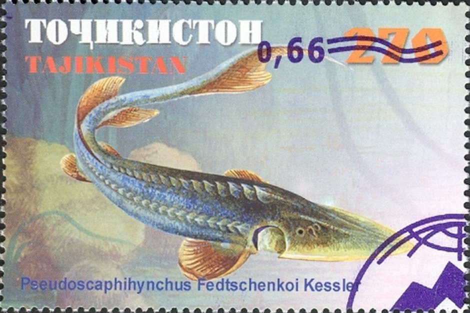 Сырдарьинский лжелопатонос