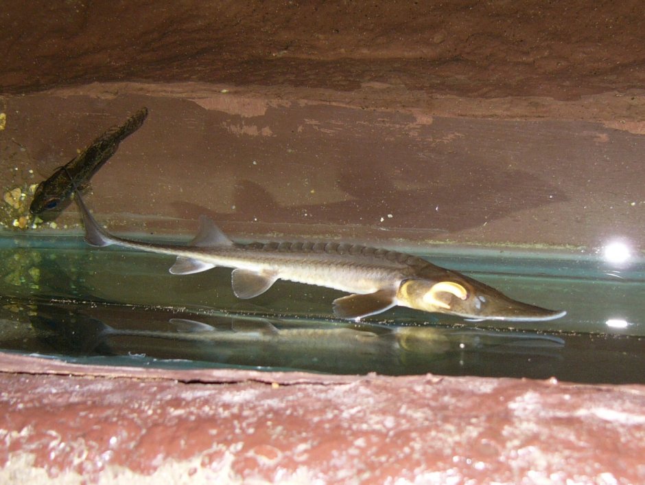 Pseudoscaphirhynchus Hermanni