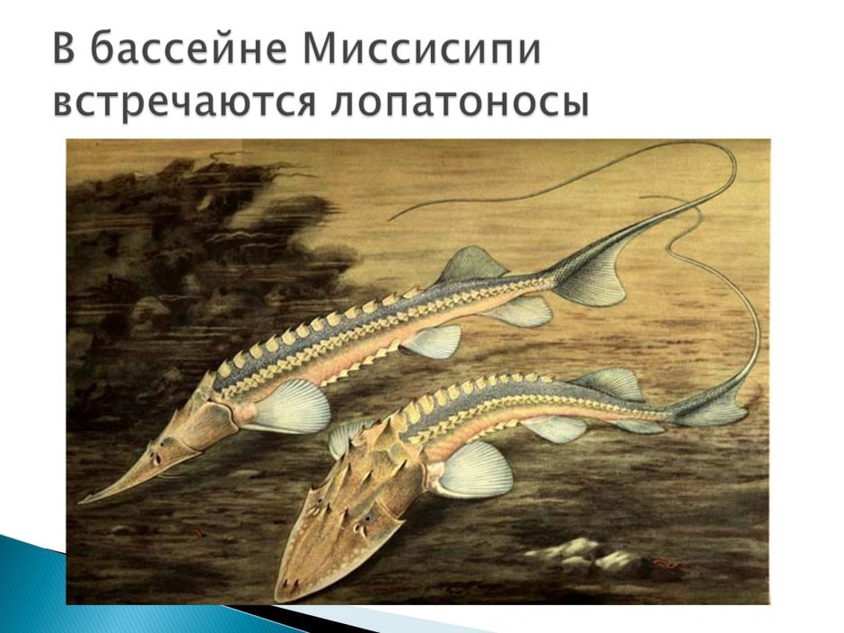 Севрюга осетр стерлядь отличия