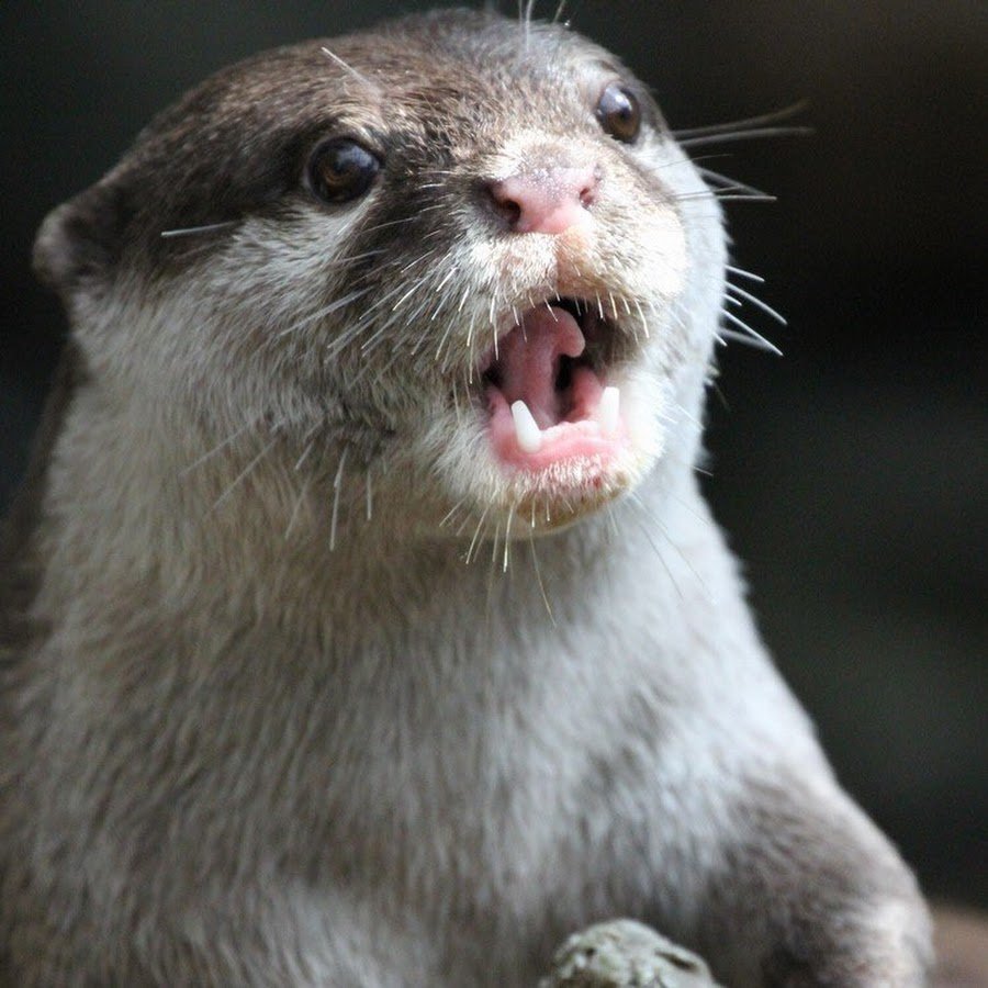 Хорек белый маленький