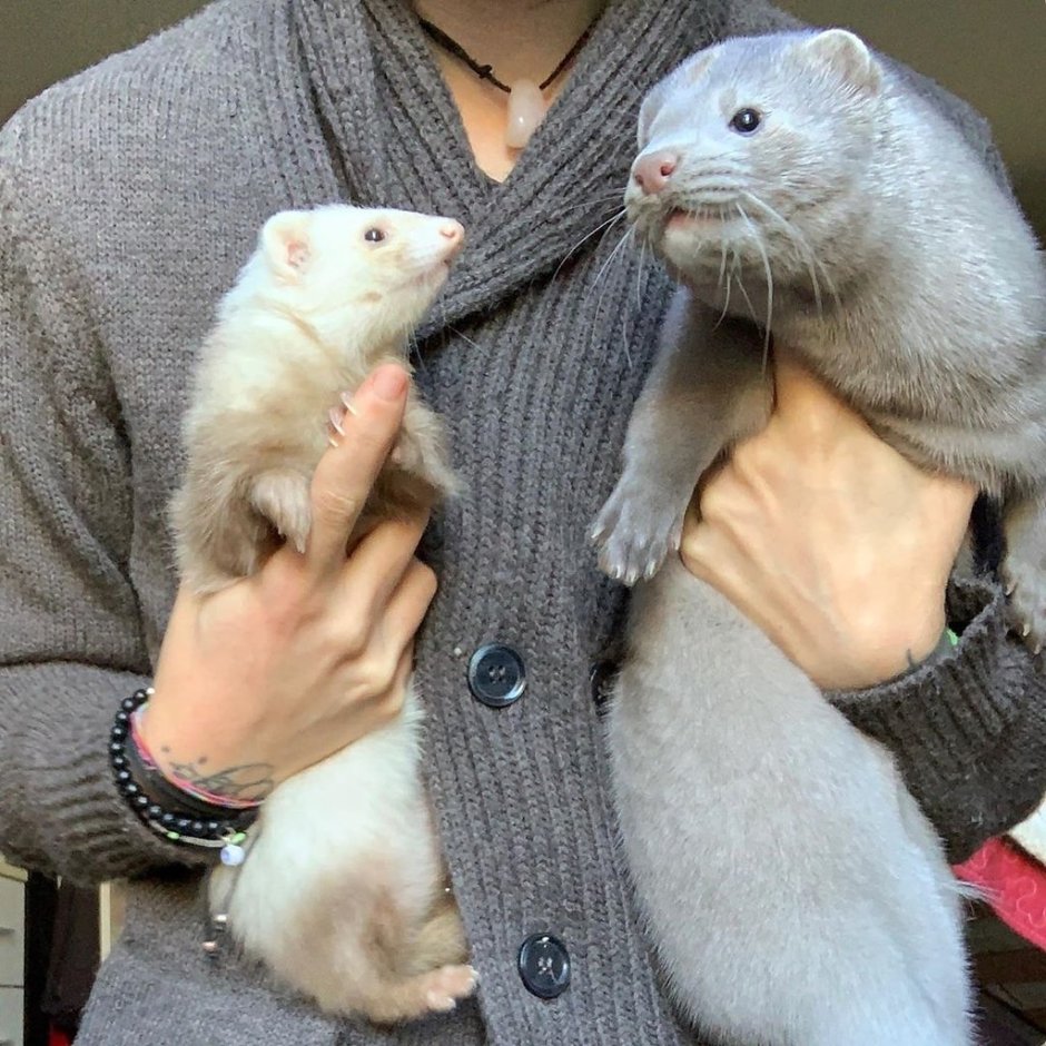 Серая норка и хорек