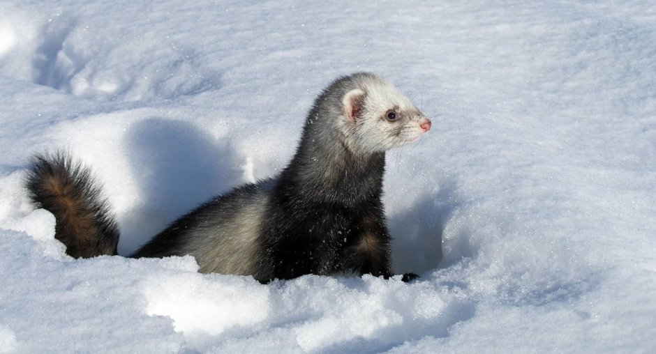 Зимний хорёк