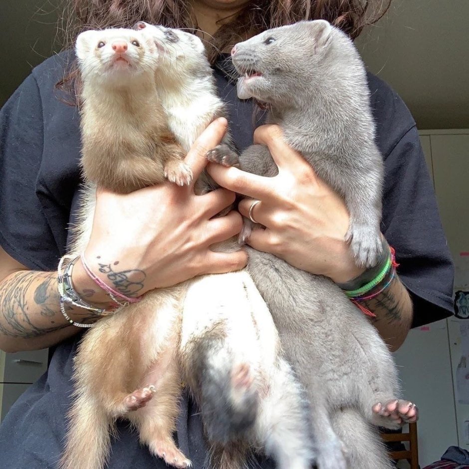 Самый большой хорек