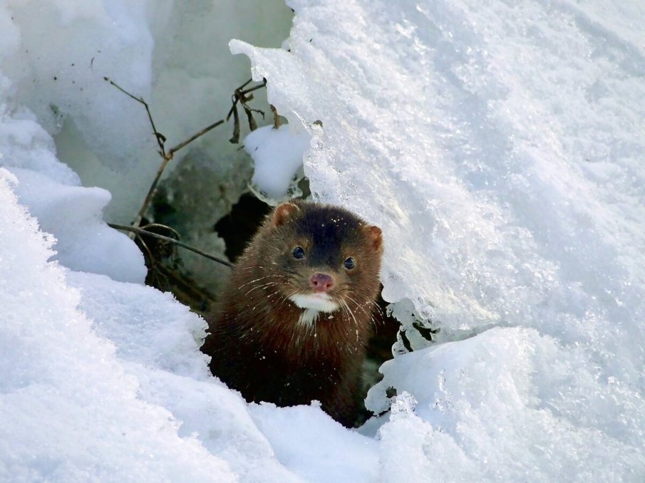 Европейская норка на снегу