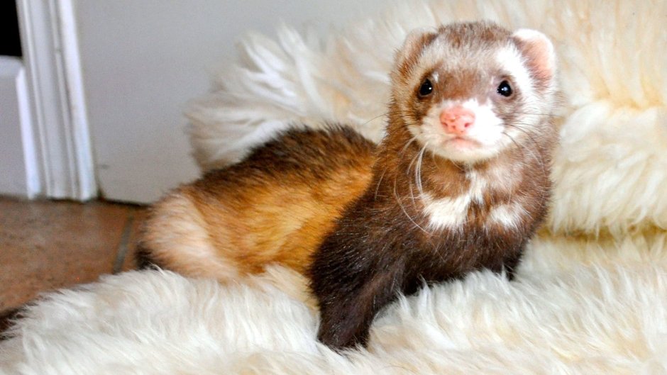 Норка сканблэк животное