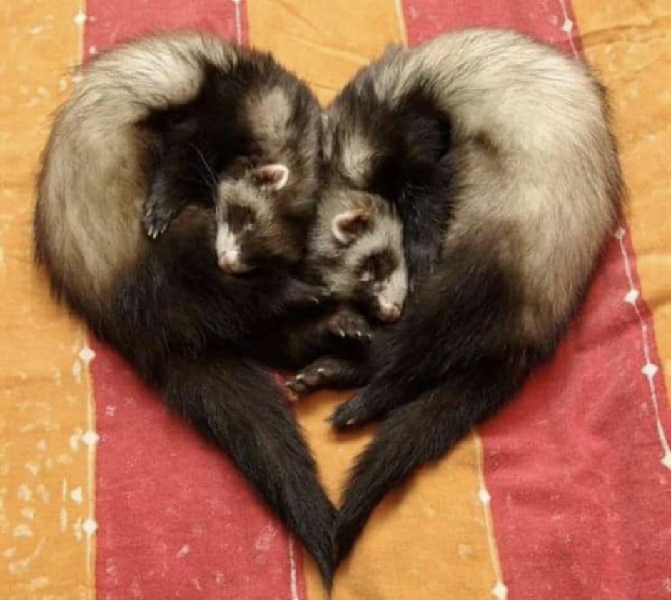 Хорек на прогулке зимой