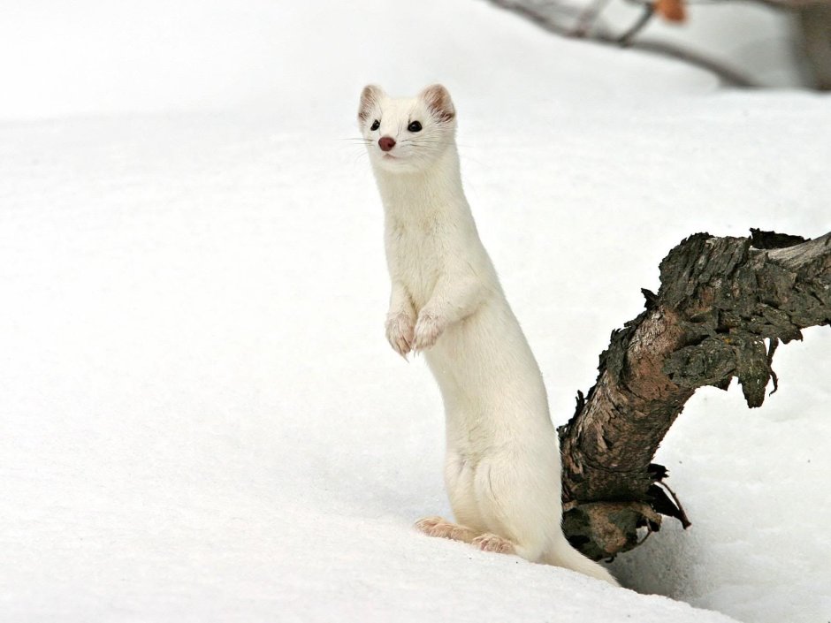 Горностай норка