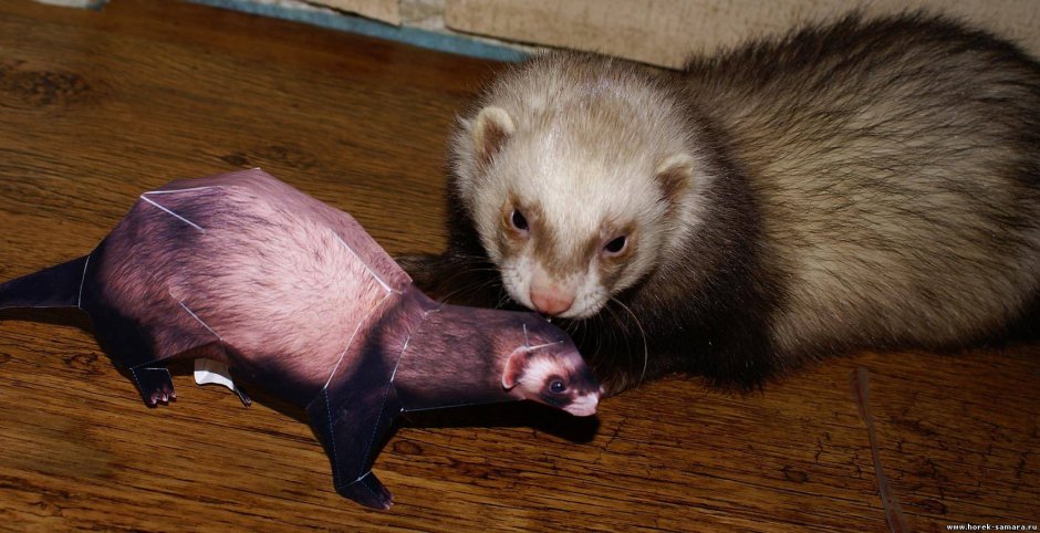 Голодный хорек