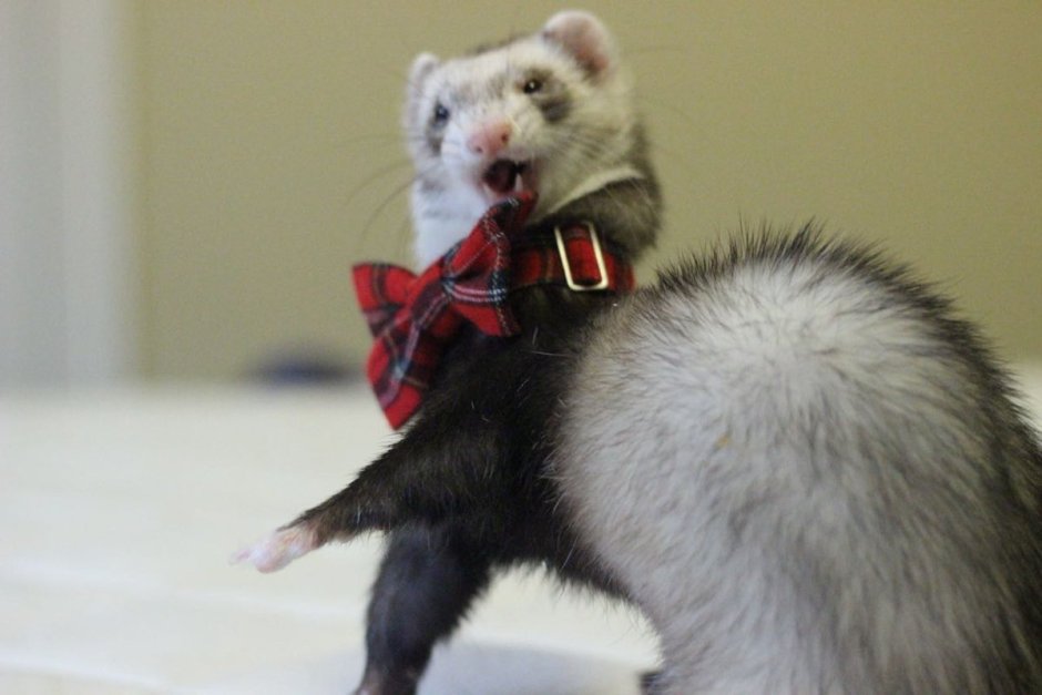 Хорек танцует