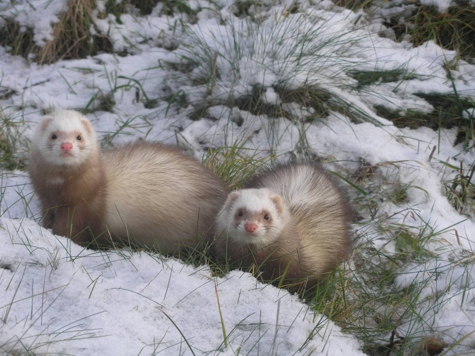 Хорек ангора Панда