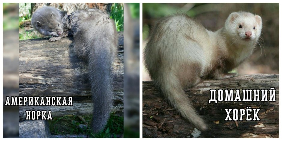 Цитаты про хорька