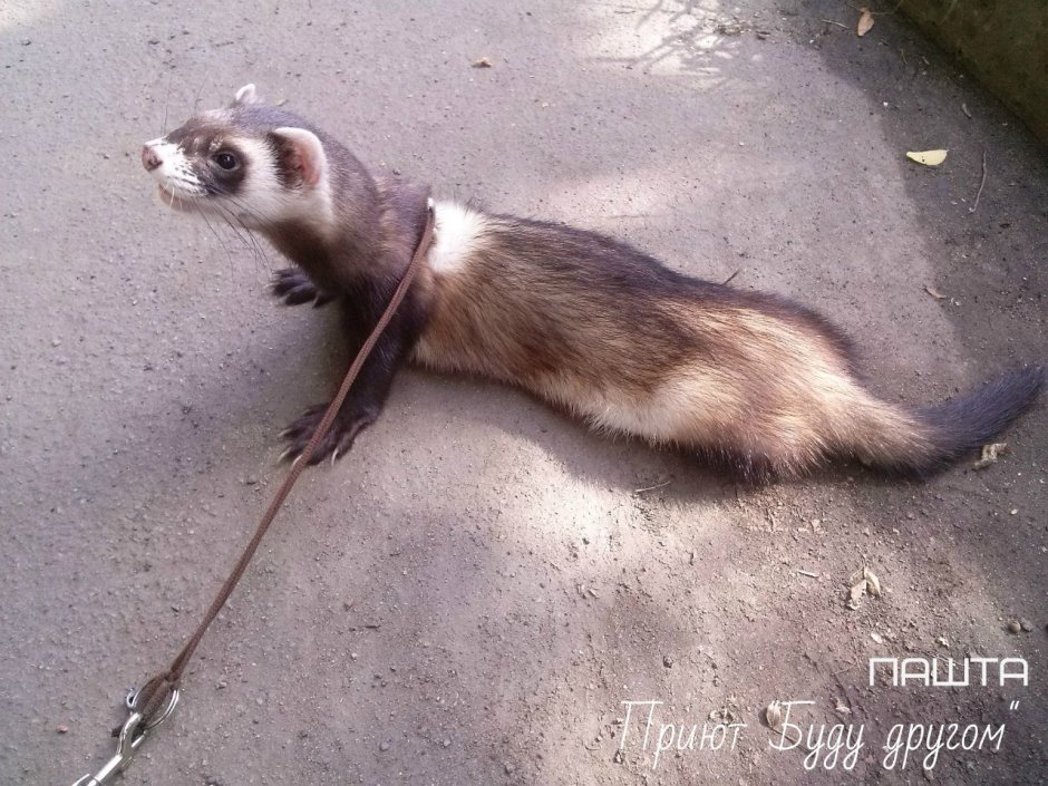 Соболь и хорек гибрид