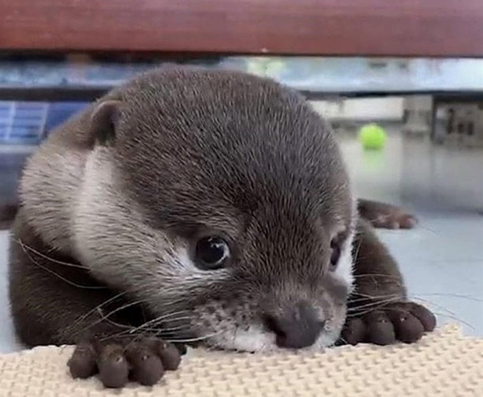 Хорек домашний американская норка