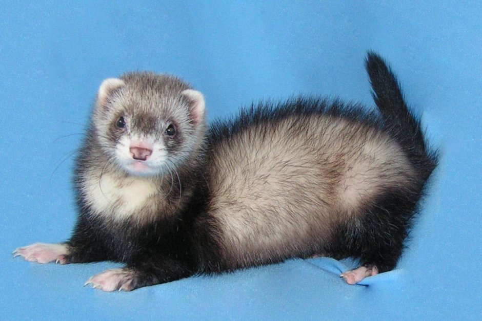 Горностай альбинос