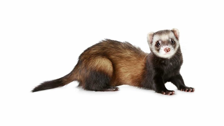 Хорек для детей