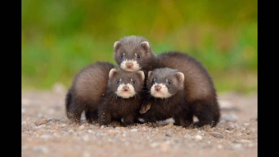 Карликовая выдра