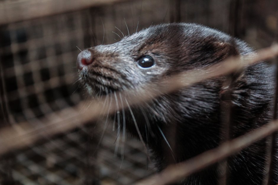 Пушные звери норка