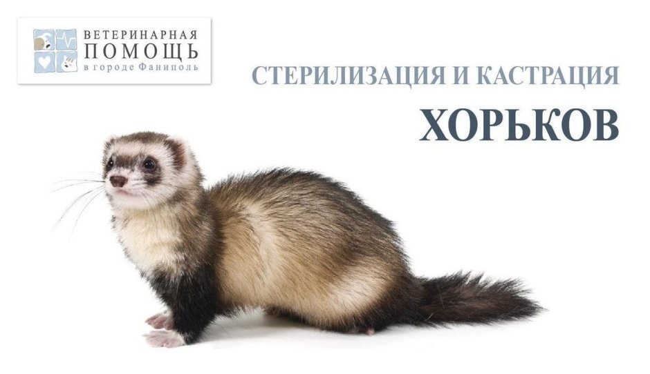 Хорёк домашний