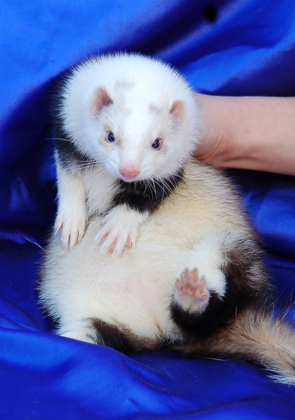 Американская норка в чём отличия