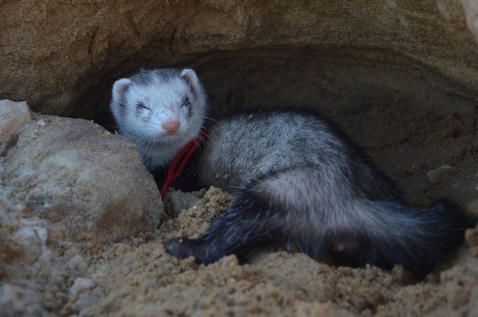 Хорек серебро