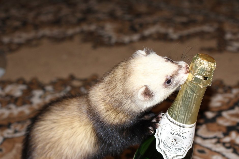 Ласка норка хорёк горностай