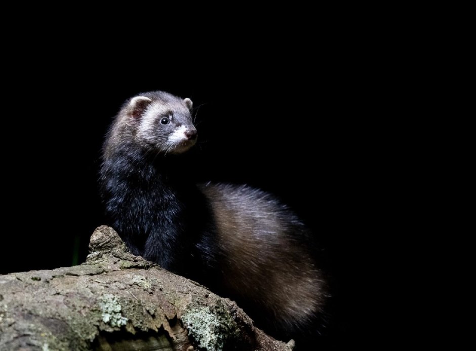 Блэк Соболь хорек