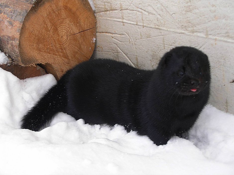 Хорьки собака