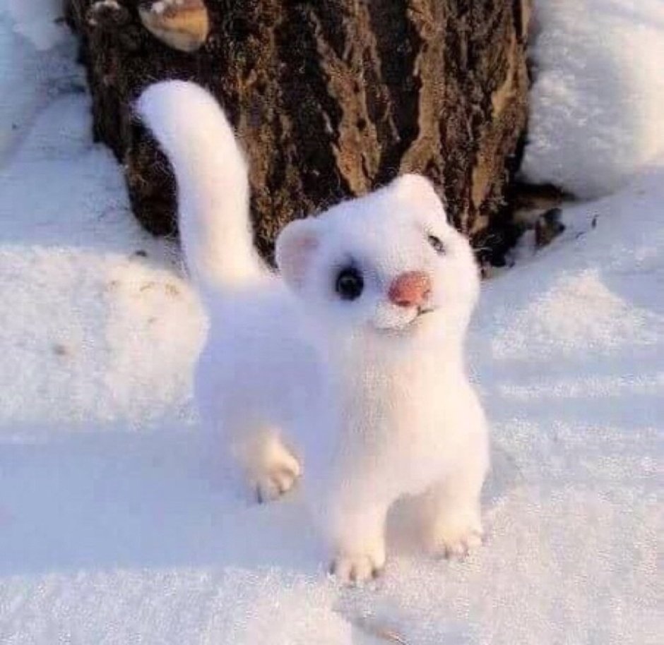 Ласка белая животное