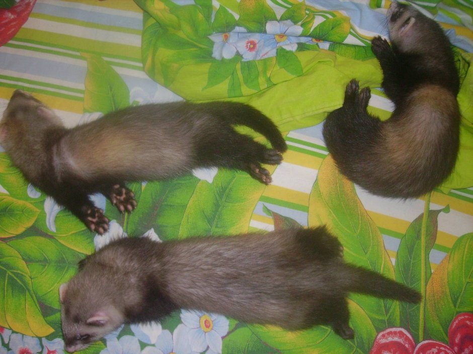 Хорёк Эстетика