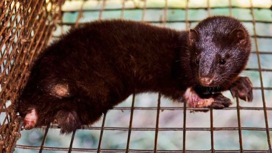 Самопогрызание пушных зверей