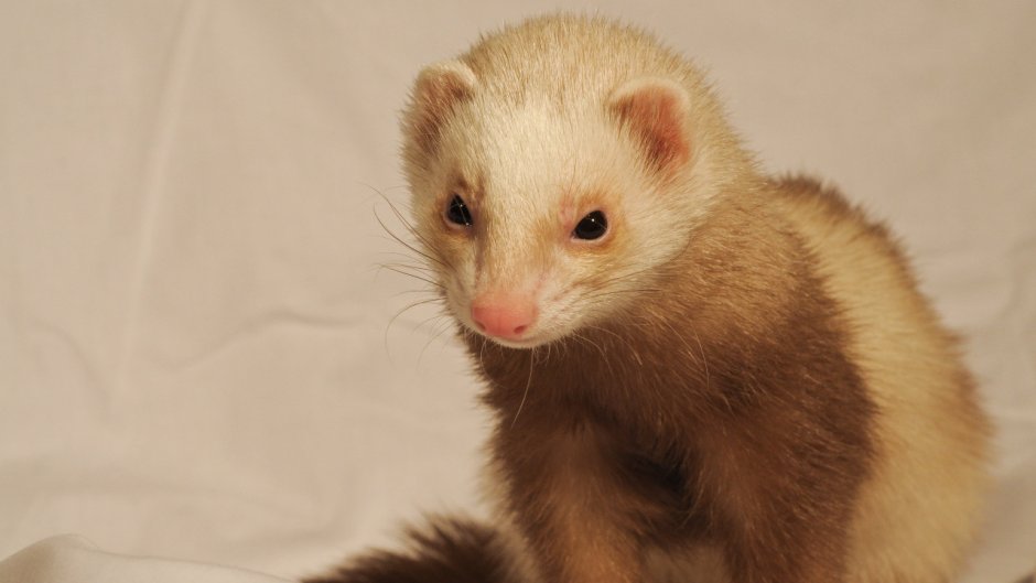 Хорёк Хонорик щенки