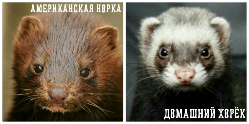 Ласка хорек куница