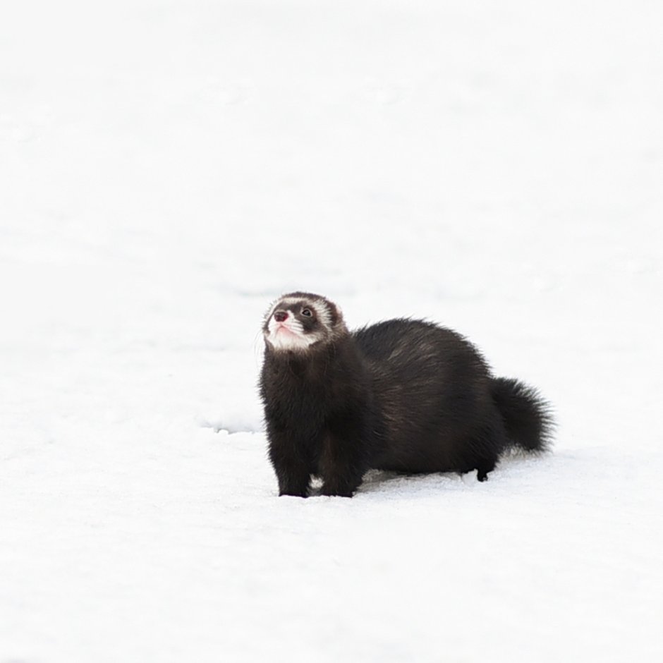 Хорек белый профиль