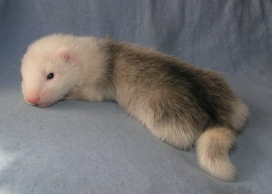 Хорек и норка вместе