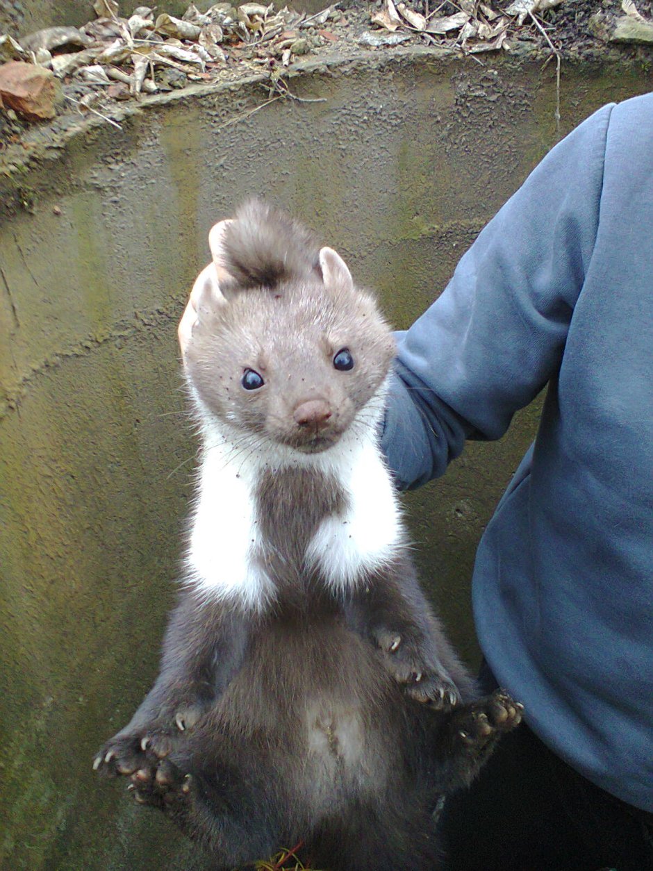 Хонорик и норка