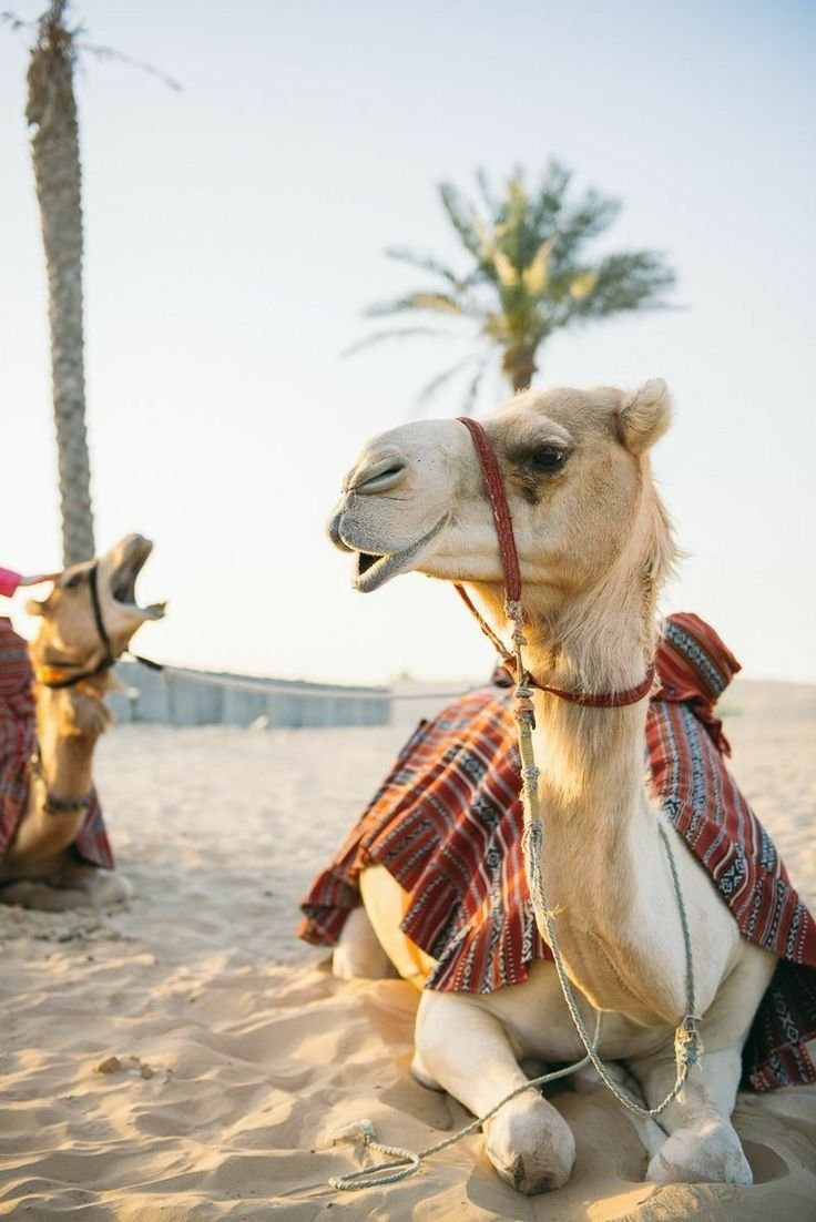 Ким с верблюдом