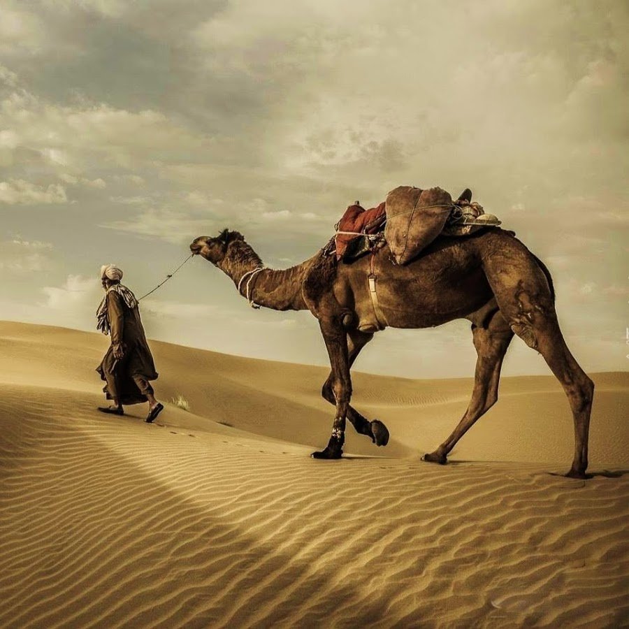 На верблюде по пустыне