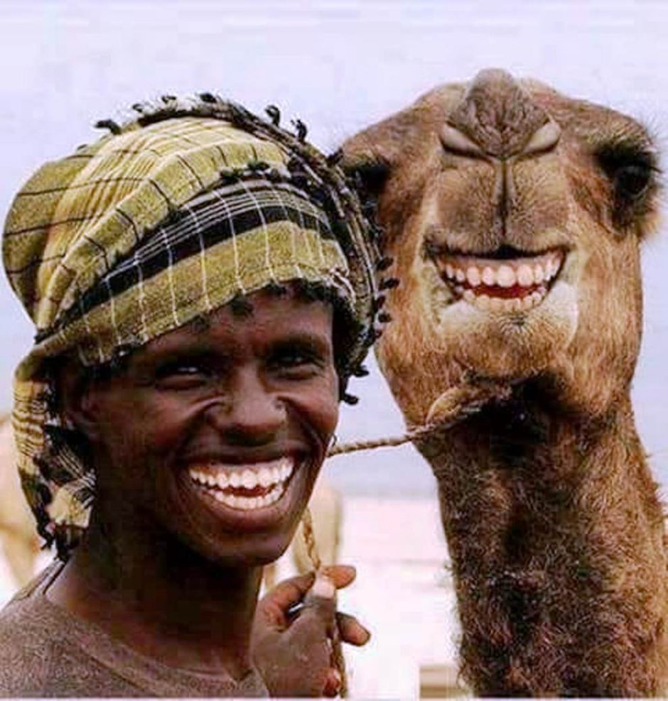 Тунис верблюд пустыня