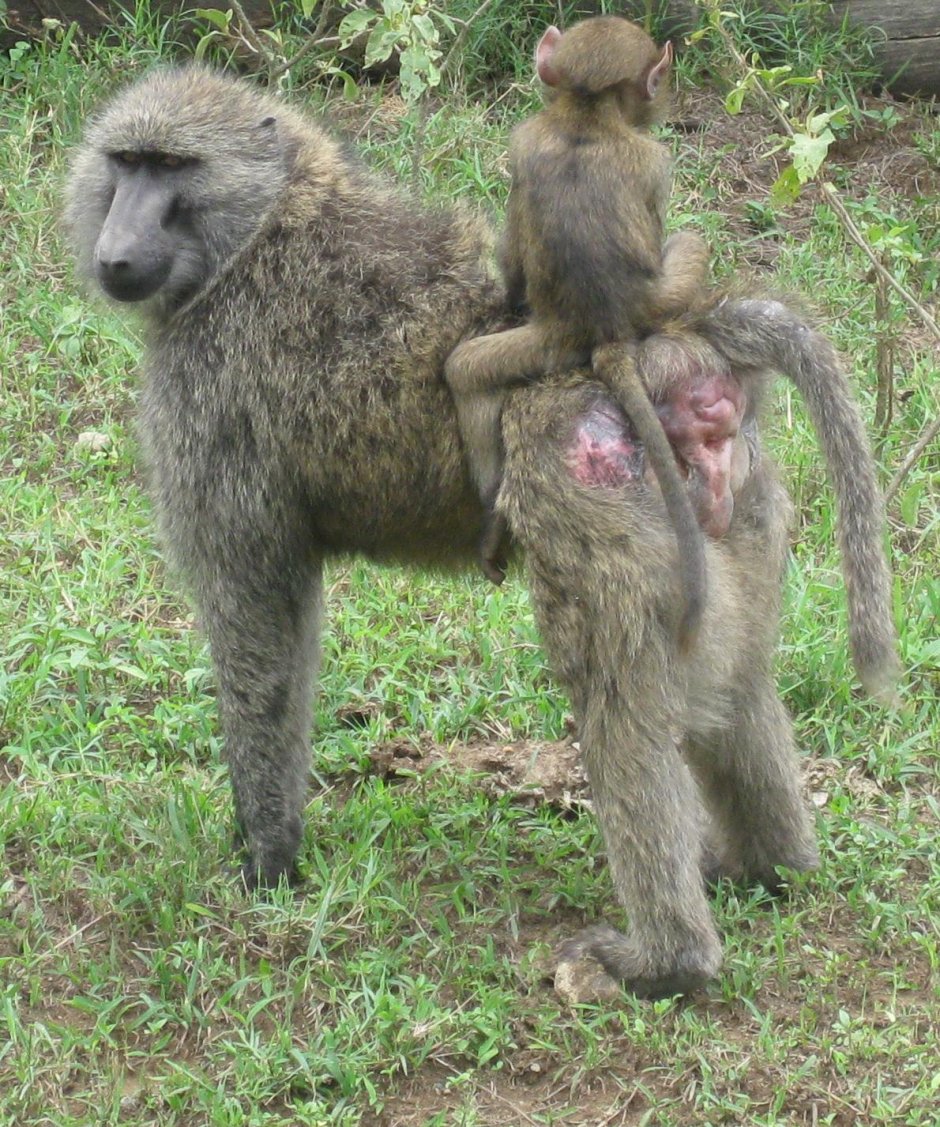 Египетские бедуины