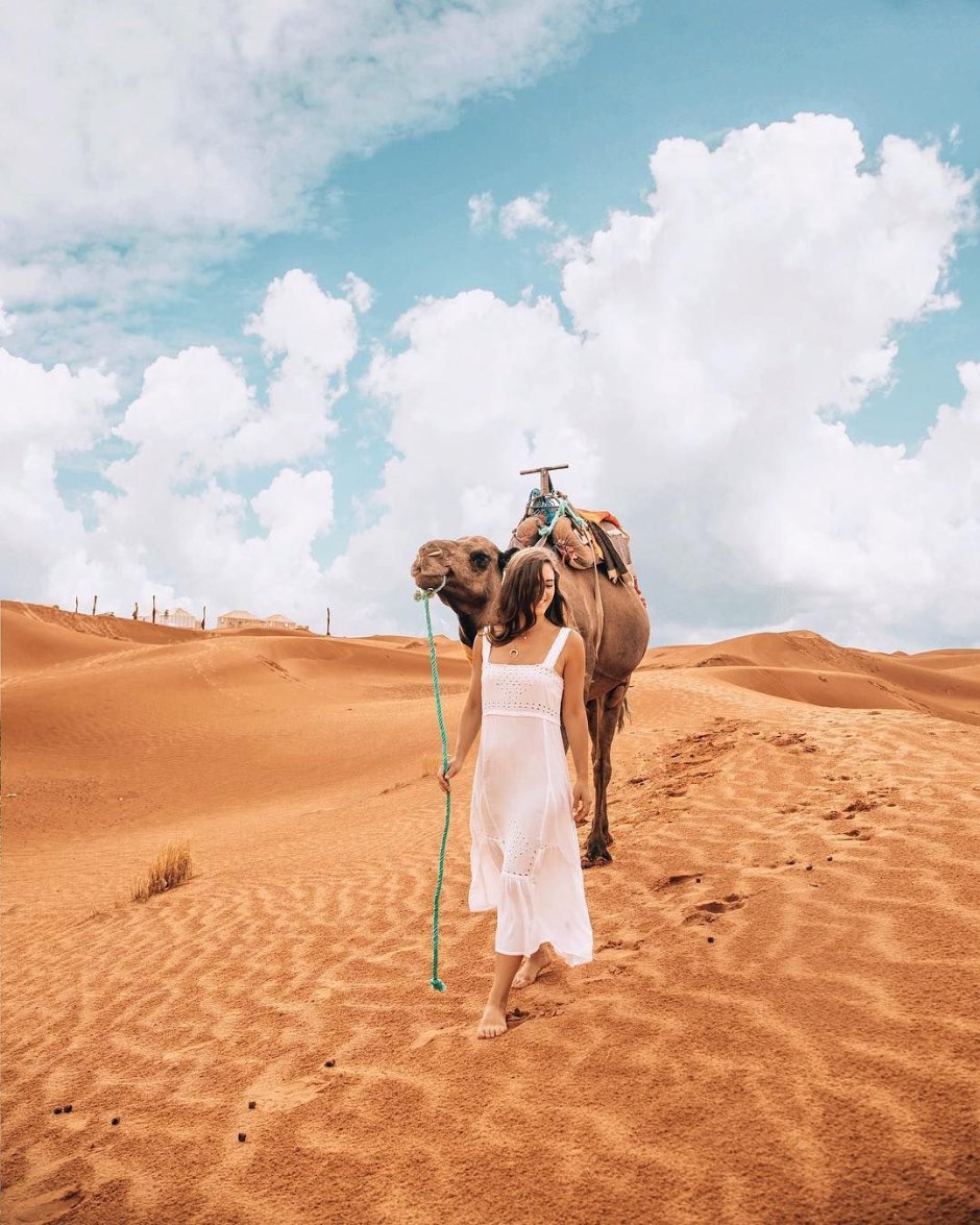 Египет Шарм Эль Шейх верблюд