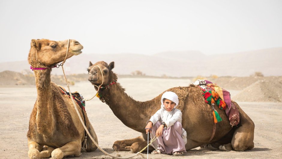 Бедуинский верблюд