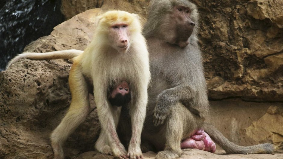 Шимпанзе отдыхает