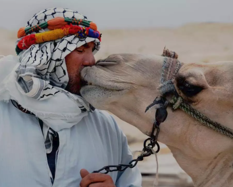 Бедуин с верблюдом в пустыне