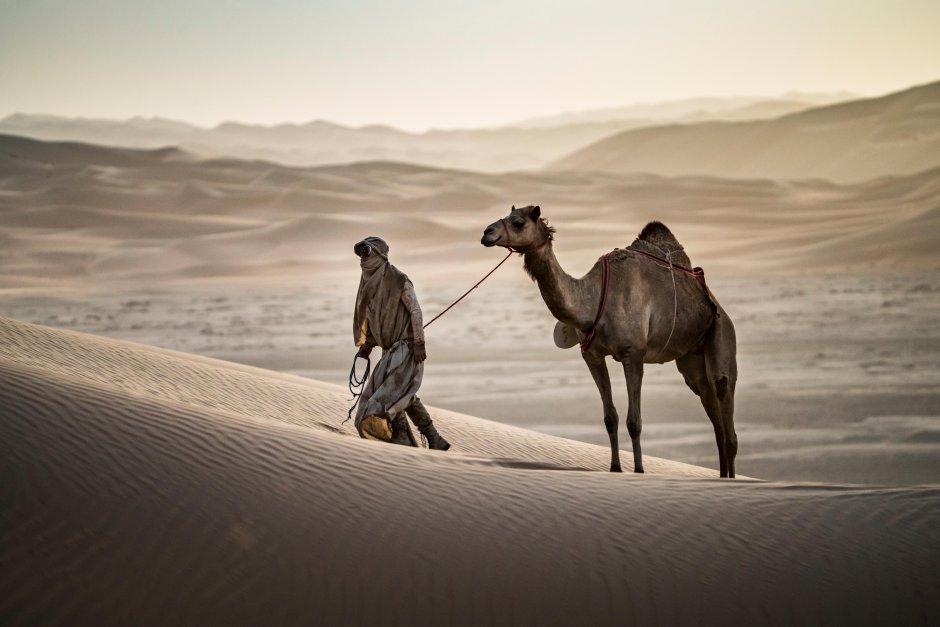 Бедуин ведет верблюда