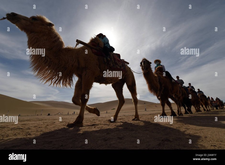 Наездник на верблюде